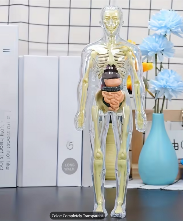 31-In-1 Transparent Mannequin with Removable Bones and Organs