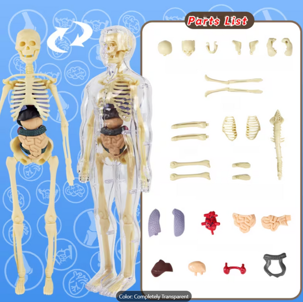 31-In-1 Transparent Mannequin with Removable Bones and Organs