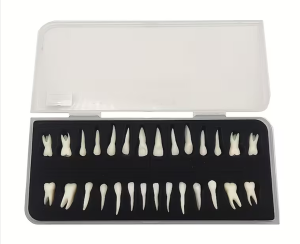 Dental Anatomy Model Set