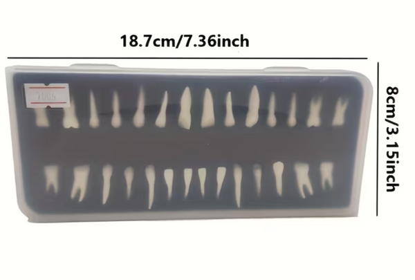 Dental Anatomy Model Set