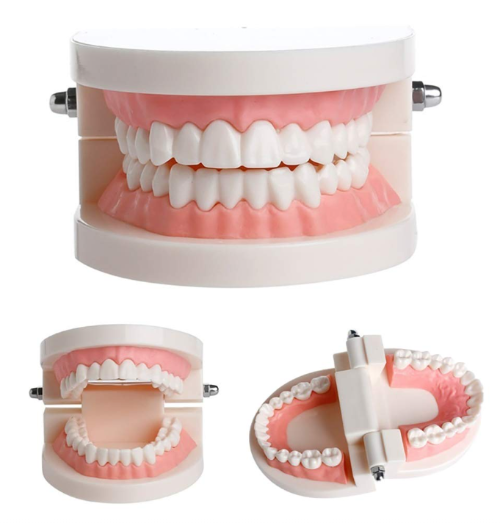 Dental model showing a top and bottom jaw with white teeth on a white background