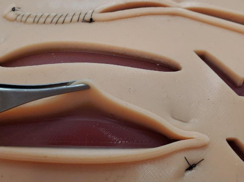 Adson Tissue Forceps with Teeth. Multiple sizes