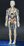 31-In-1 Transparent Mannequin with Removable Bones and Organs