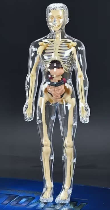 31-In-1 Transparent Mannequin with Removable Bones and Organs