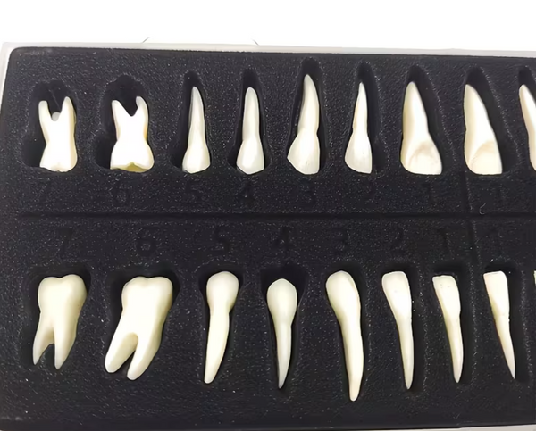 Dental Anatomy Model Set