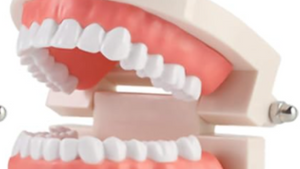 Dental model with white teeth and pink gums on a white background