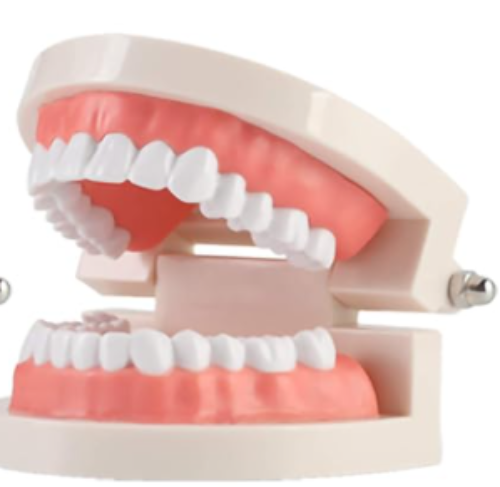 Dental model with white teeth and pink gums on a white background