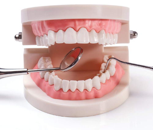 Dental model with tools on a white background